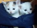 praca konkursowa koty