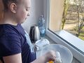 1 Dziewczynka robi ciasto na oponki serowe