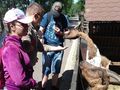 11. Harcerze karmią kozy 