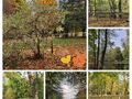 kolaż zdjęć przedstawiający park w SOSW w Konarzewie