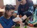 Uczennica sadzi cebulkę tulipana w doniczke
