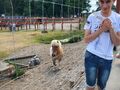 6. Zwiedzanie mini zoo