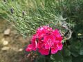 zdj pelargoni i lawendy