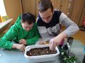 dwóch chłopców sadzi cebulki w doniczkę z ziemią w klasie
