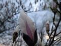 5. Kwiat magnolii. 