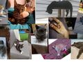 4. Zdjęcia przedstawiające koty1 