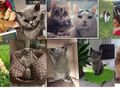 5. Zdjęcia przedstawiające koty2. 