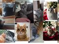 6. Zdjęcia przedstawiające koty3 