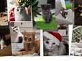 7. Zdjęcia przedstawiajace koty4. 