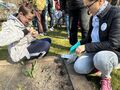 Sadzenie kwiatowych cebulek