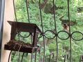 6 samica w gnieździe a samiec siedzi obok gniazda