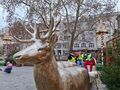 uczniowie siedzą w saniach zaprzężonych w renifery na Jarmarku