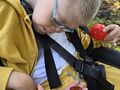 3. Chłopiec przygląda się kasztanom 