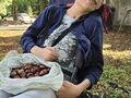 4. Uczeń prezentuje zbiór kasztanów 