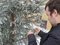 Chłopiec zawiesza karmę dla ptaków na choinkę