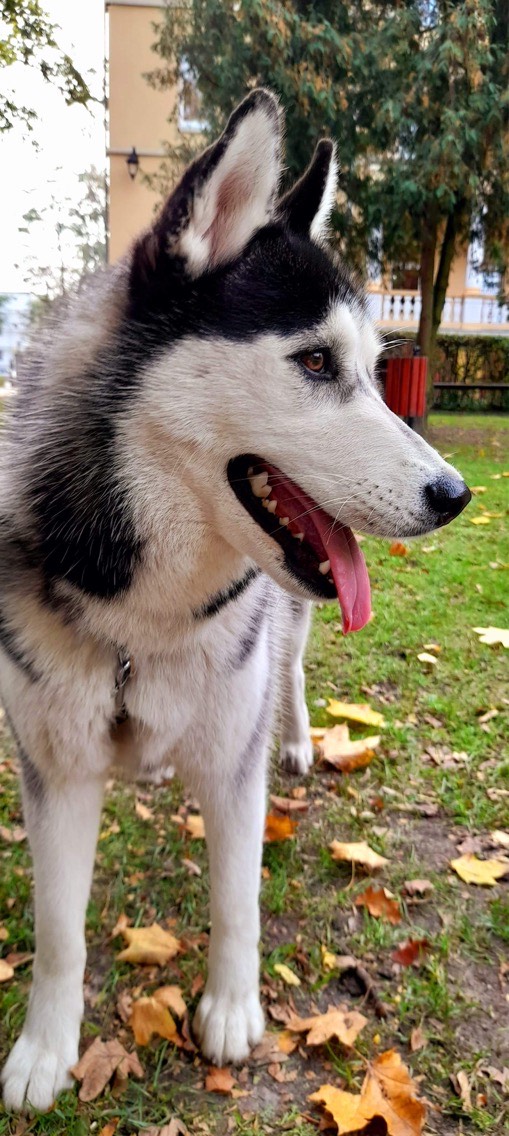 Portret psa rasy Husky