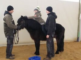 chłopiec siedzi na grzbiecie konia i sięga dłonią do ucha konia, obok hipoterapeuta asekuruje, przed koniem stoim drugi hipoterapeuta, który trzyma konia za wodze